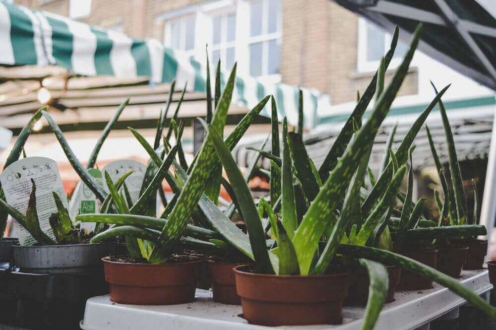 aloe vera in winter tips